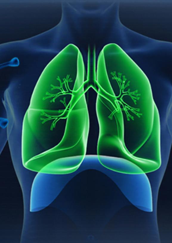 Covid-19 molecules and highlighted lungs in human body