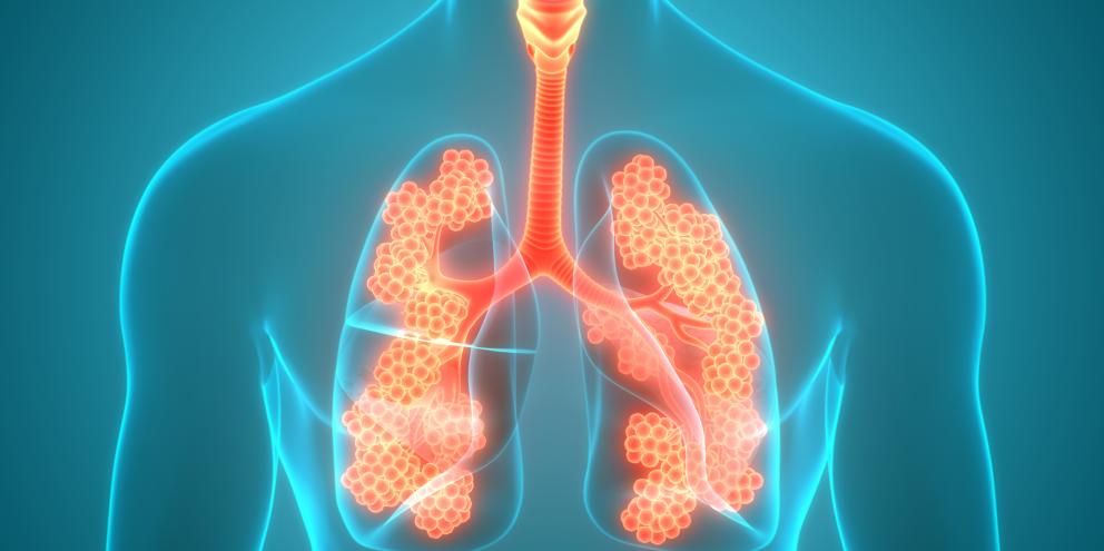 Lungs highlighted in a human body