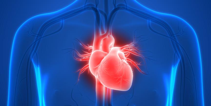 Heart highlighted in human body