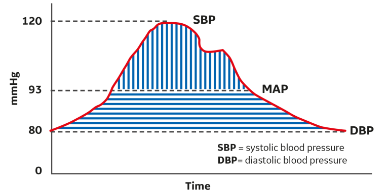 Changes in blood pressure throughout a cardiac cycle 