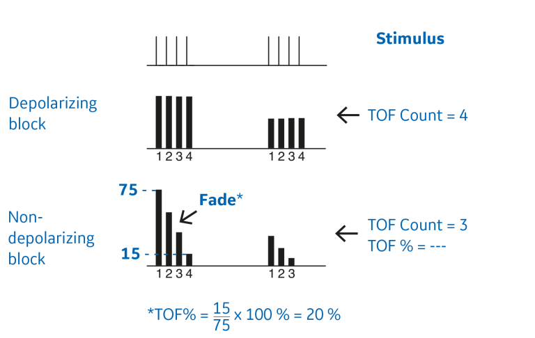 Muscle response to different stimuli