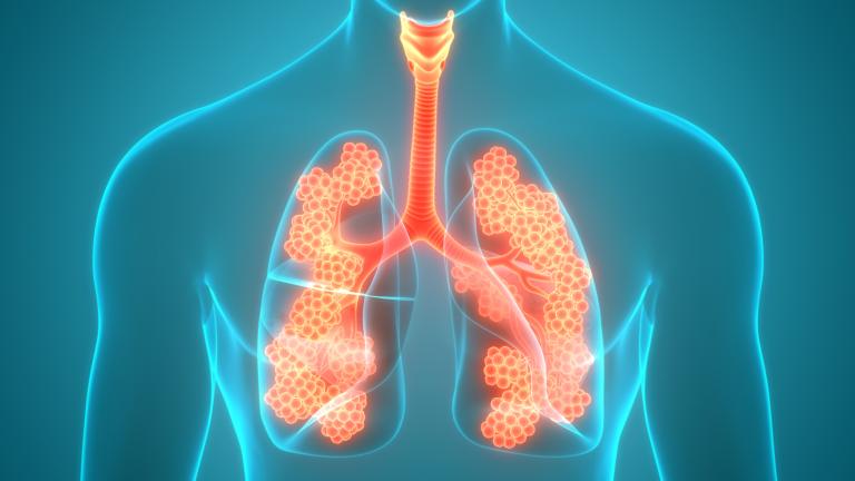 Lungs highlighted in a human body