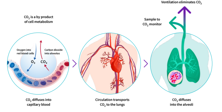 CO2 production, transport and elimination
