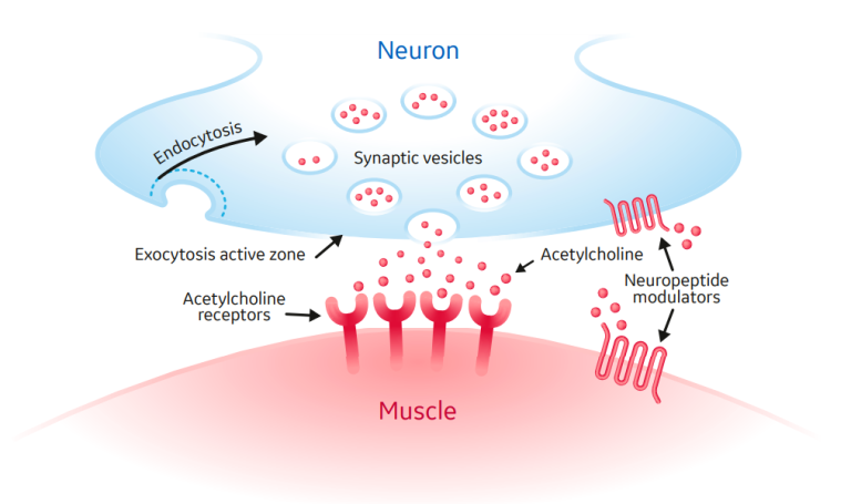 neuromuscular blocking agents mechanism of action