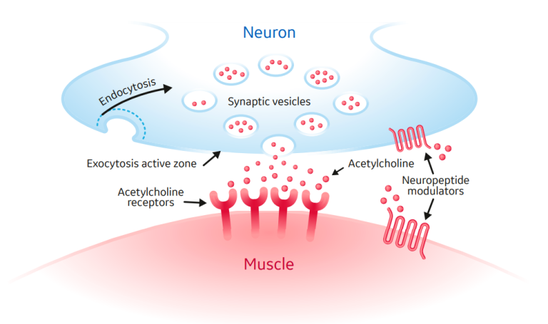 Components of neuromuscular junction