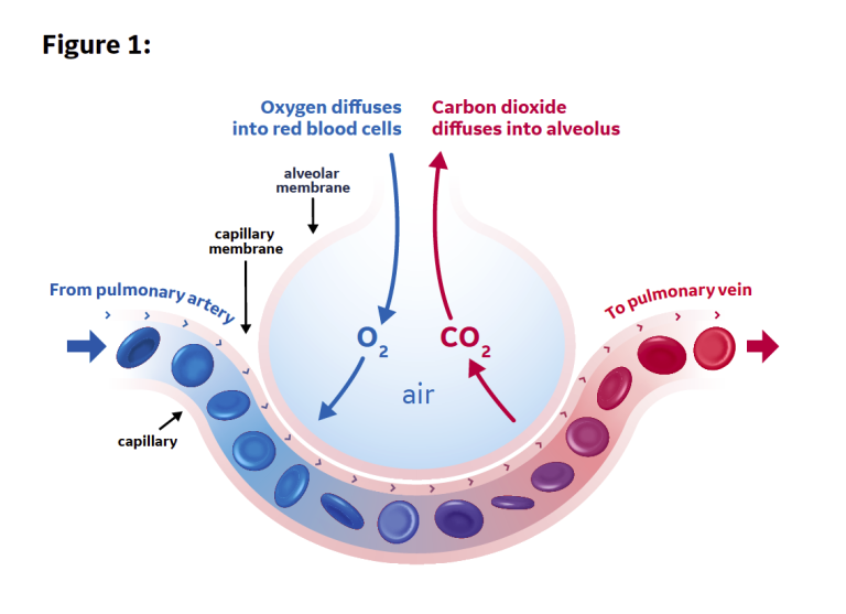 Equilibration through the alveolar unit due to diffusion gradients