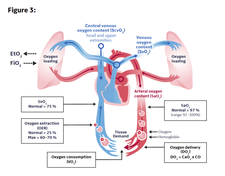 Balance between oxygen intake, oxygen delivery and oxygen consumption