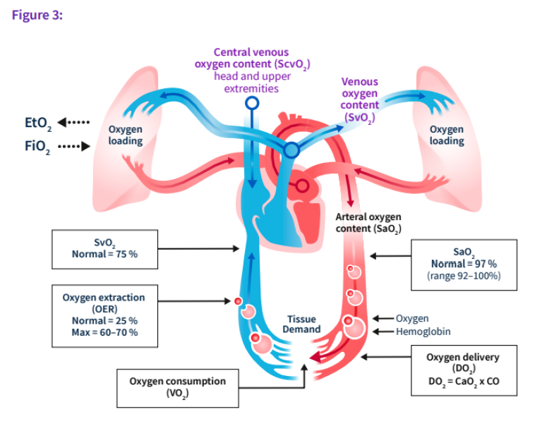 Oxygen intake, oxygen delivery and oxygen consumption