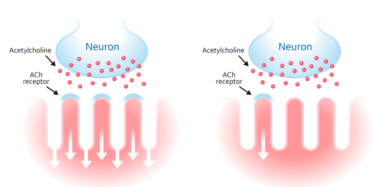 Subtypes of neuromuscular blocking agents