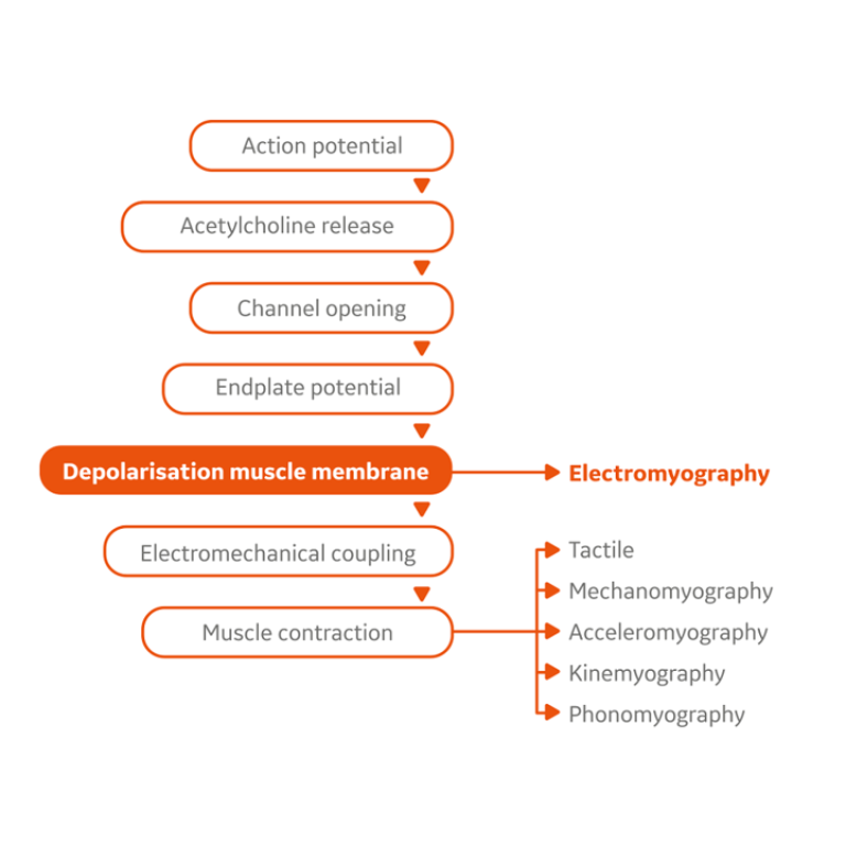 Muscle contraction stages and related neuromuscular transmission technologies diagram