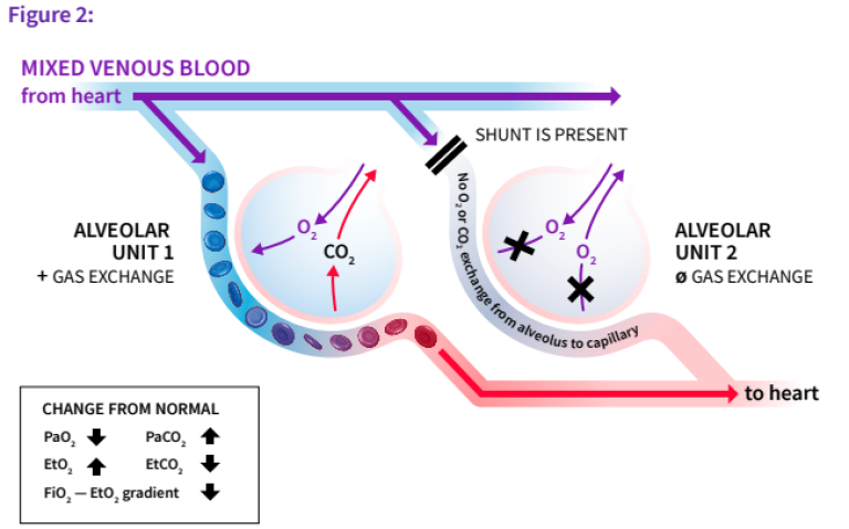 Oxygen diffusion in red blood cell with shunt