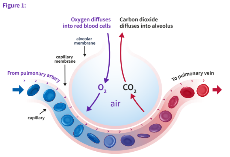 Oxygen diffusion in red blood cells