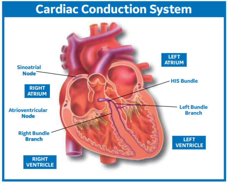 Cardiac Conduction System