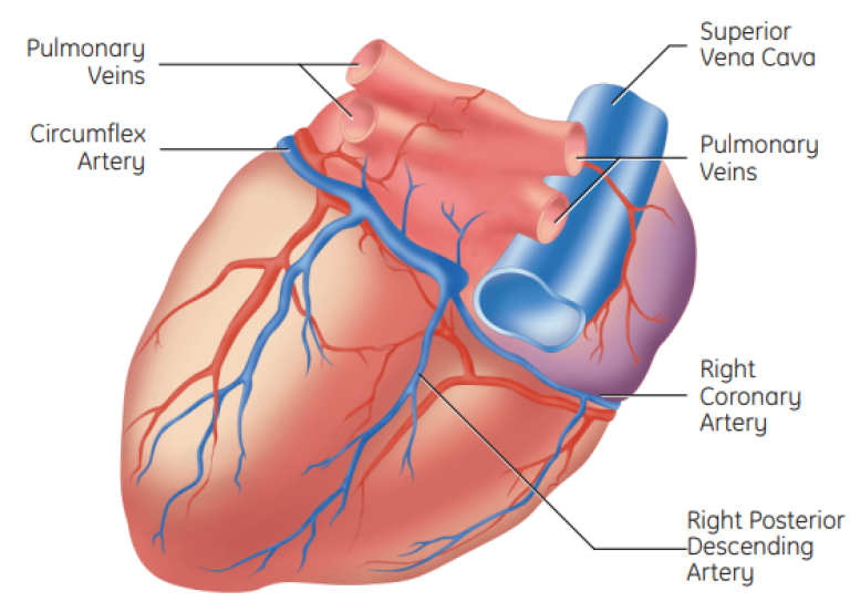 Posterior View of the heart