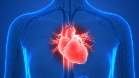 Heart highlighted in human body